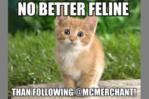 cute kitten memes Archives - Multichannel Merchant