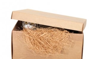 Cat in a cardboard box