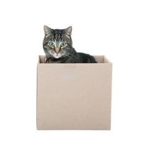 Tabby in a Box